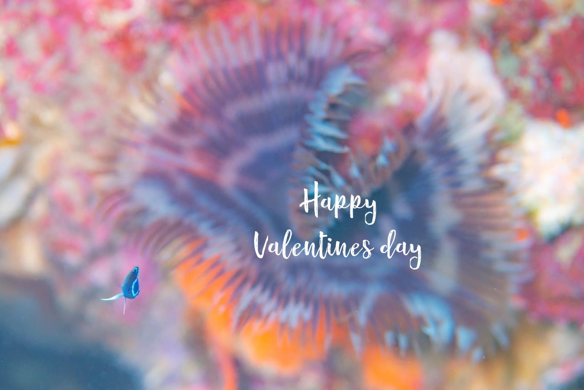 Happy Valentine’s Day 🧸💕