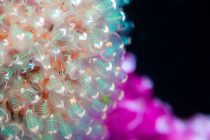 ウホウホウホ！