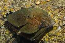 日本での自主隔離12日目！七夕