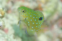 宝石のような♪