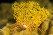 昨晩の『天才！志村どうぶつ園』