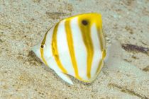 横になったら・・・