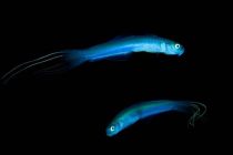 セブ貧困層支援活動！INジャパン