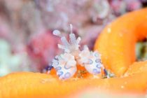 CEBUはクリスマスが始まりました?