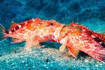 ジプニー。。。