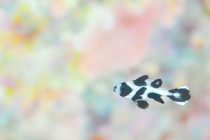 ころも越冬します。