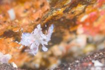 Cloverの皆さんと大瀬ダイビング♪