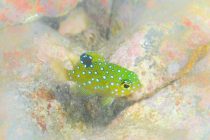 大瀬入りしました～♪