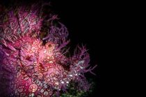 ボロボロボロカサゴ?