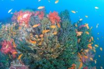 佐野誠一郎さんと大瀬ダイビング♪