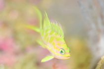 伊東の海に惚れました?