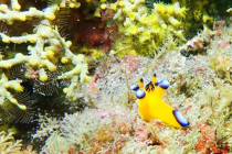 人気者が続々♪