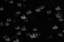 渦でなくて禍！