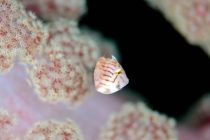 KOROMOレインボーで?