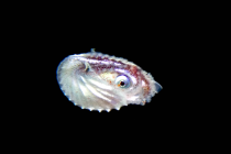 大瀬崎浮遊系ダイビングが熱い！！