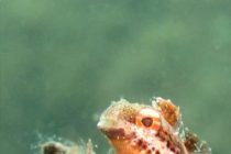 ドライスーツデビュー♪