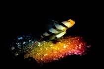 ど根性ネジネジ♪