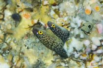 にょろにょろ～。