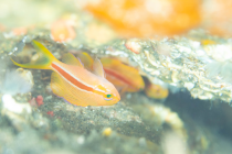 にごりもほどけて。。。