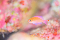 ３連休大瀬崎♪有難うございました＼(^o^)／