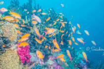 ソフトクリーム♪