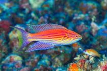 アンギュラー！！