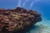 ニフェーデービル♪