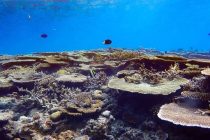 ケラマブルー堪能中♪