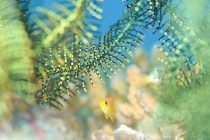 日本は持ち運びに便利なお菓子が増えましたね♪