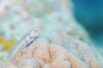 クリスマスの余韻が。