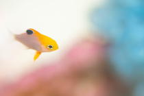 幸運が飛んでくる。