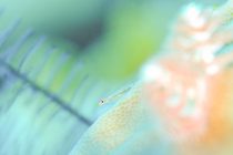 １月も今日で終わり。