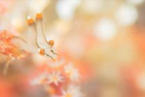 日本はウミウシシーズン🐮