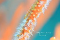 今年のシヌログ祭は！？