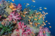 オススメ！大瀬崎ボートダイビング♪