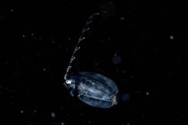 浮遊系ナイト♪