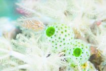 応援有難うございます＼(^o^)／