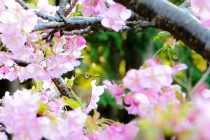 Happy Valentine 💖