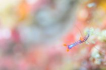 小さい君は優勝です！