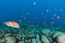 歯医者の麻酔。