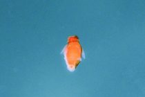 １００年ぶりの新種！ダルマハダカカメガイ！