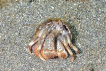 冷水域のヤドカリ！