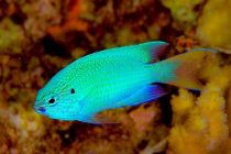 セブで見れる美しいスズメダイ。