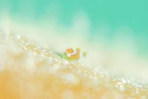 春のダンゴウオ祭り🌸🍡