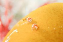 団子三昧🍡✨✨