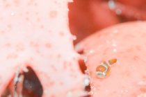 水中にて『花も団子も』🌸🍡✨