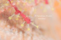 花も団子も🌸🍡