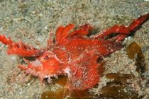 充実の大瀬崎♪