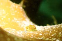 団子にダンゴに♪