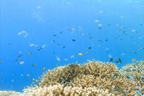 復活しているかな（＾＾）